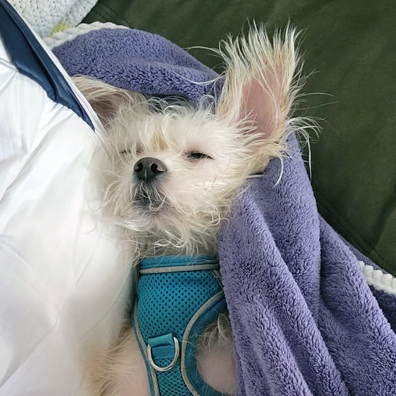 A white Yorkshire terrier wearing a blue harness lying on its back wrapped in a purple blanket on a couch.