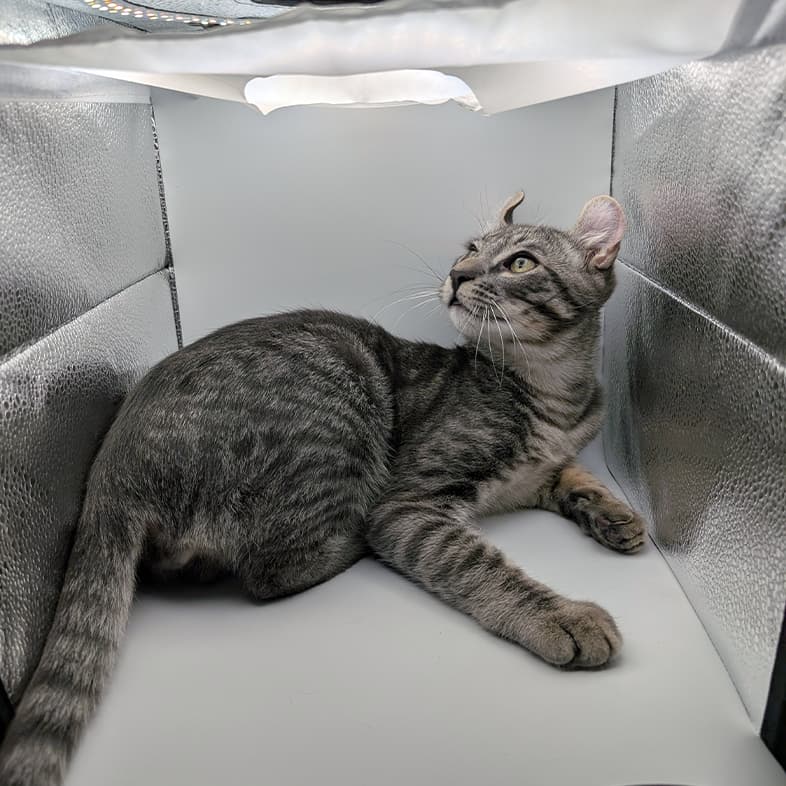 A black and gray striped cat lying inside a homemade box staring at a light at the top of the box.