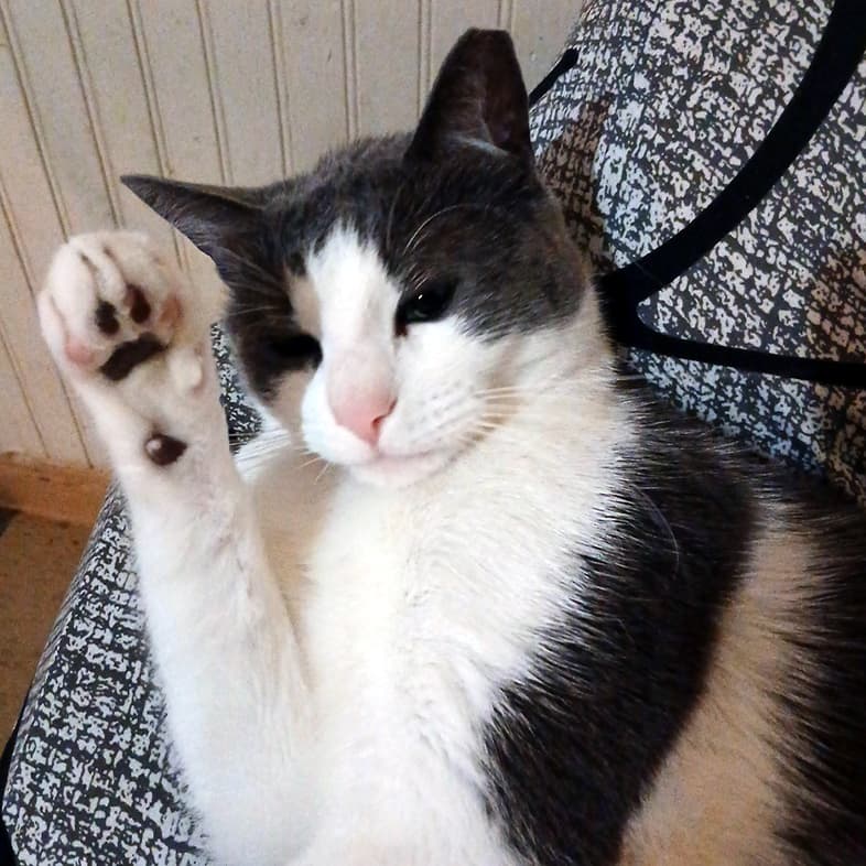 A black, tan and white domestic shorthair cat lying on a chair while waving its front paw in the air.