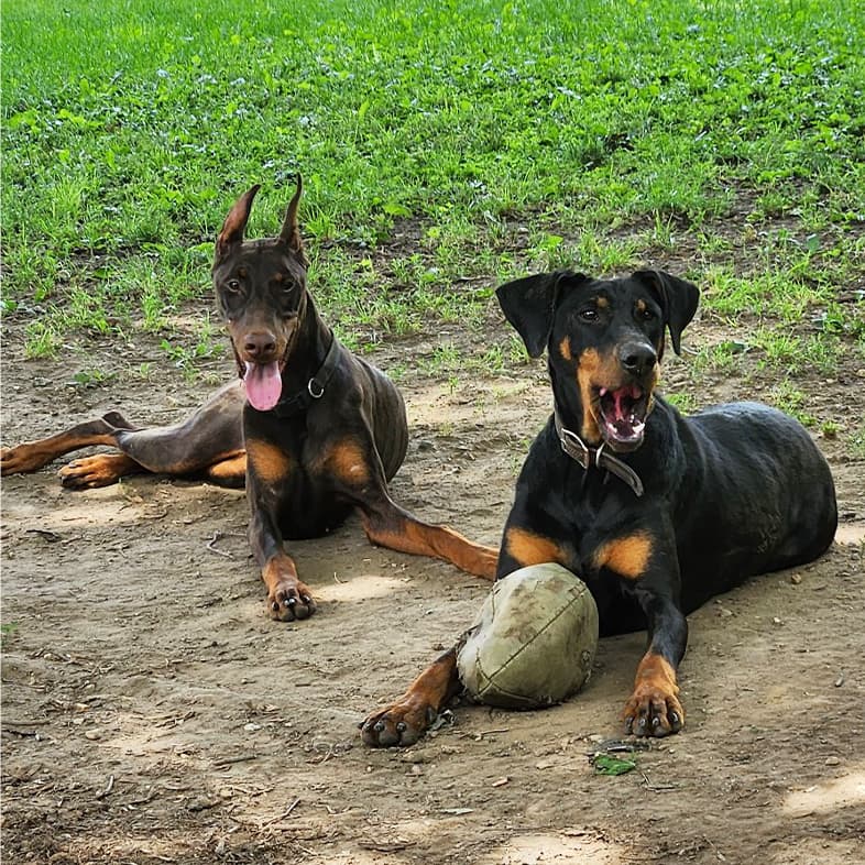 A brown and tan dog lying outside in a patch of dirt next to a black and tan dog that has a deflated ball between its front paws.