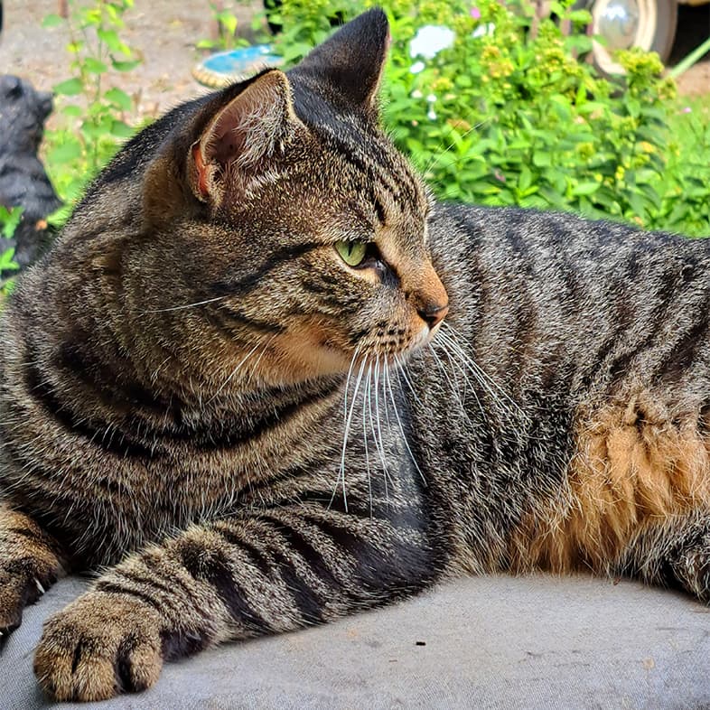 A close-up of a black and tan striped cat lying on a cloth outside.