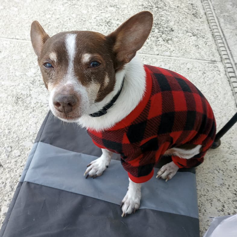 A close-up of a brown and white rat terrier dog sitting outside wearing red flannel dog pajamas.