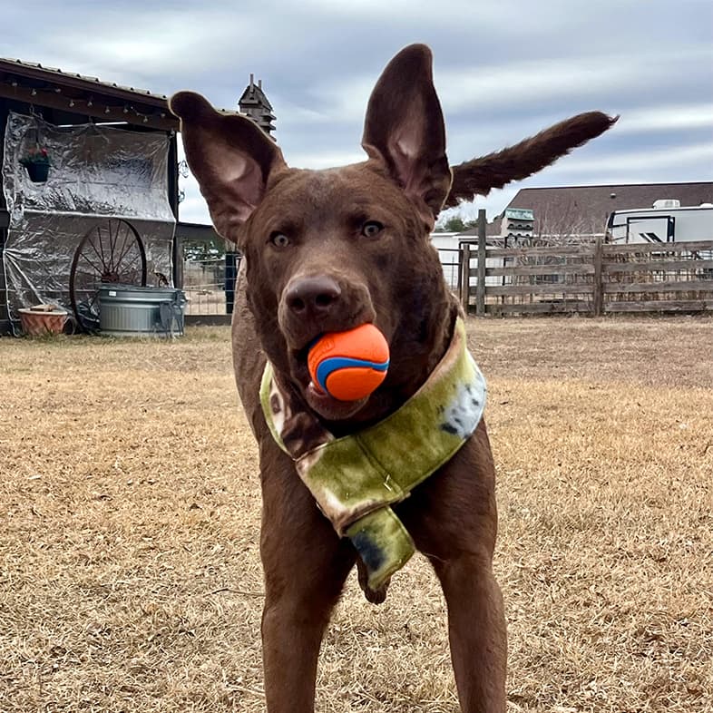 A close-up of a Chesapeake Bay retriever leaping through the air outside with an orange ball in its mouth.