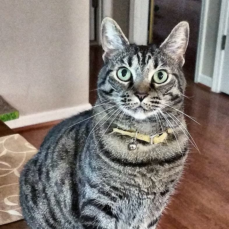 A close-up of a gray and black striped cat wearing a yellow collar while sitting on top of a table.