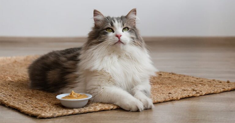 A close-up of a gray, tan and white long-haired cat lying on the floor next to white bowl full of creamy peanut butter.