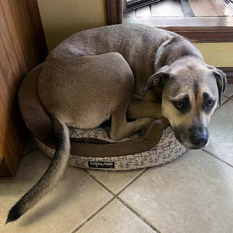 A close-up of a large brown and tan dog looking sad while curled up on a very small dog bed.