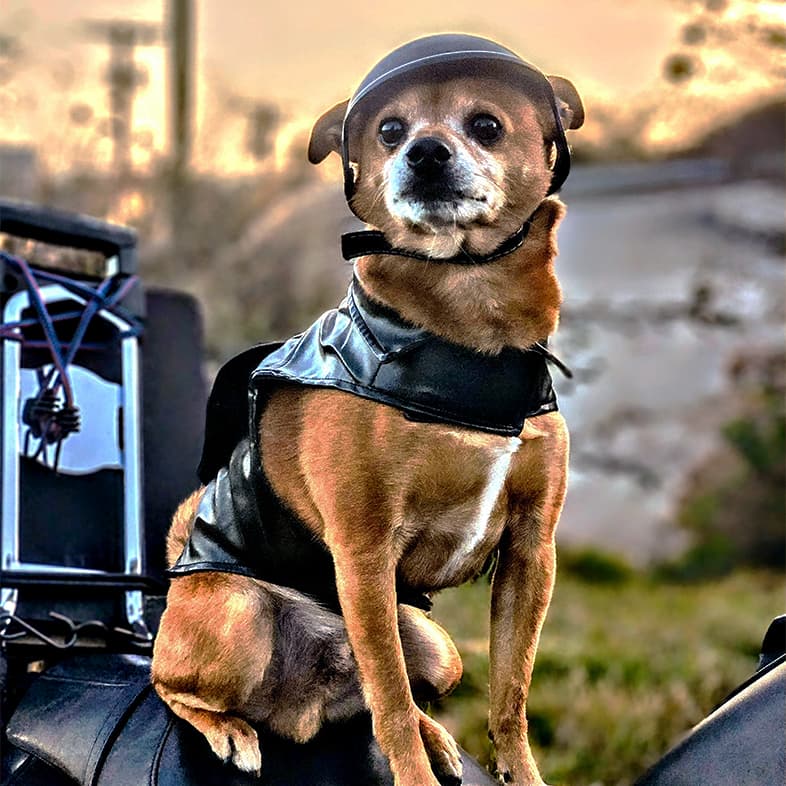 A close-up of a tan and white Chihuahua dog wearing a black leather vest and helmet while sitting on top of a motorcycle.