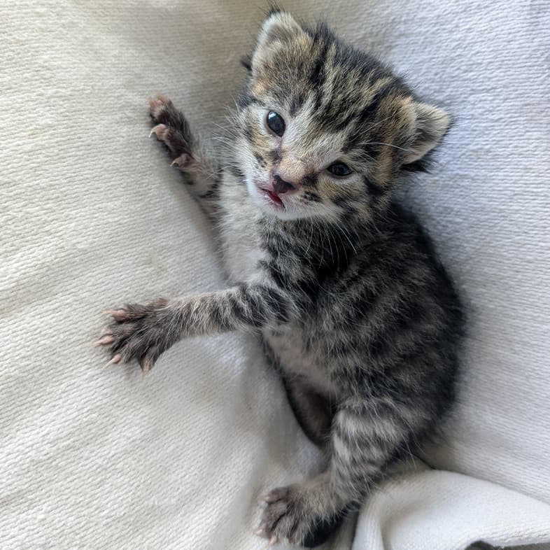 A close-up of a tiny black, tan and white striped kitten lying on a white blanket.