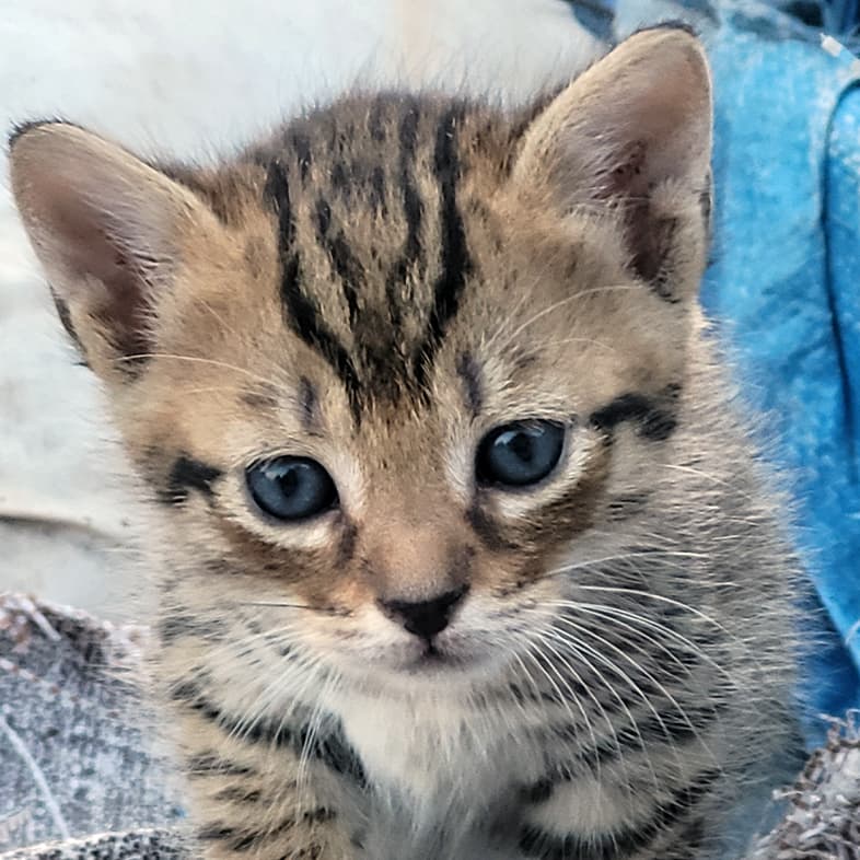 A close-up of a young brown and tan striped American shorthair kitten standing on a blanket.