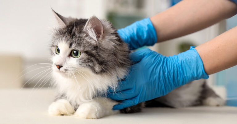 A fluffy gray and white cat sits on a table while a person wearing blue gloves gently holds it.