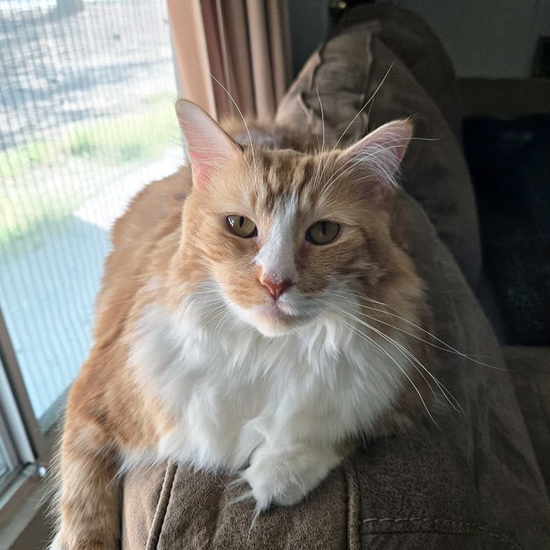An orange and white cat lying comfortably on top of a brown couch near a window.