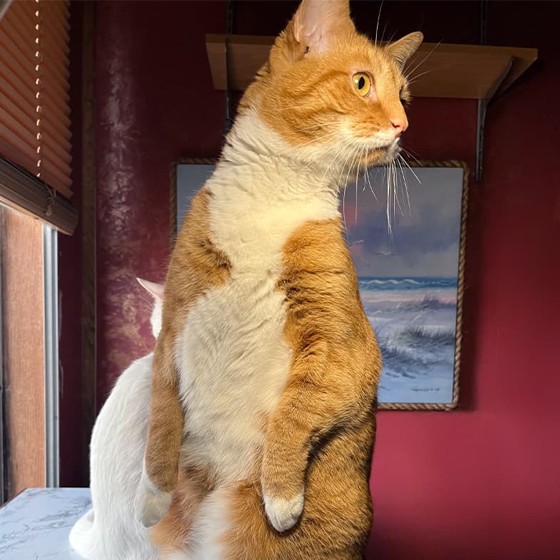 An orange and white domestic medium hair cat sitting up on its hind legs looking across a room.
