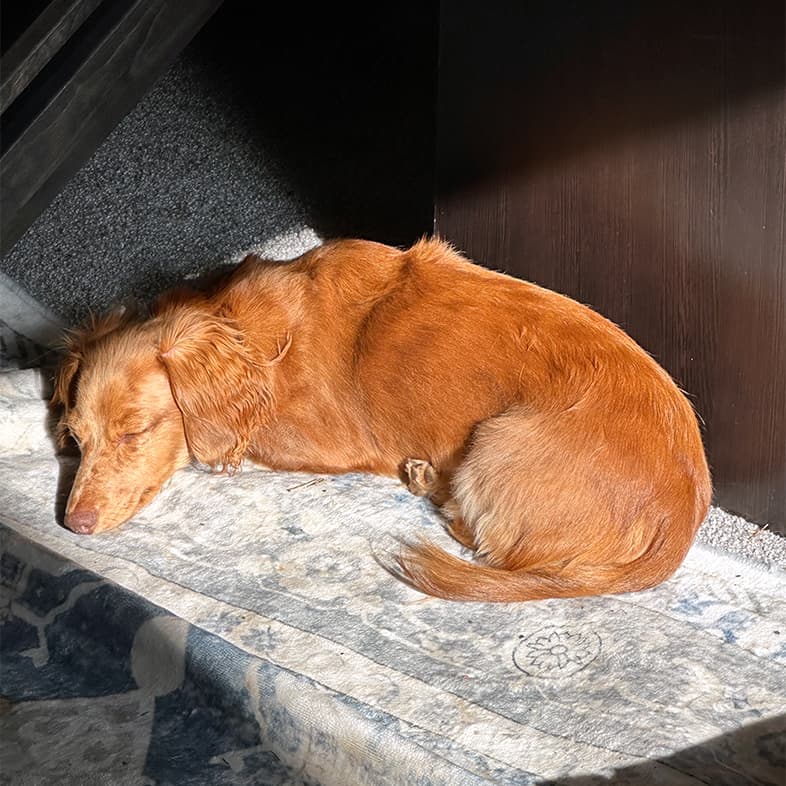 A small brown toy dachshund lying in the sun in the family room.