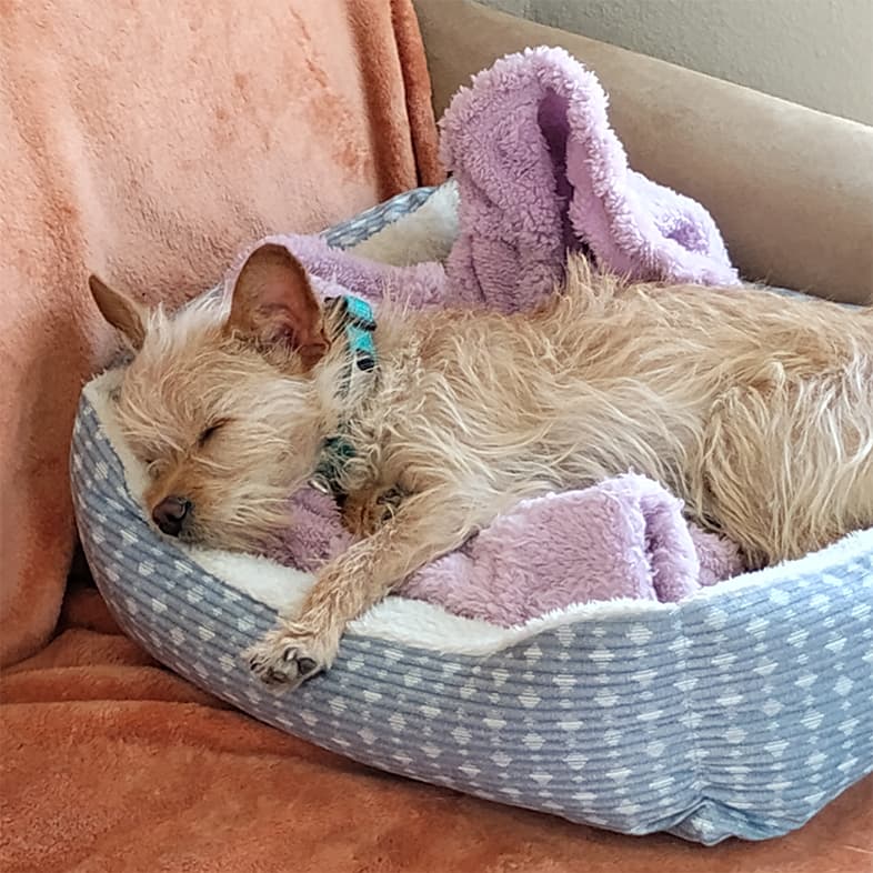 A small white dog wearing a light blue collar sleeping on a purple blanket in a small dog bed.