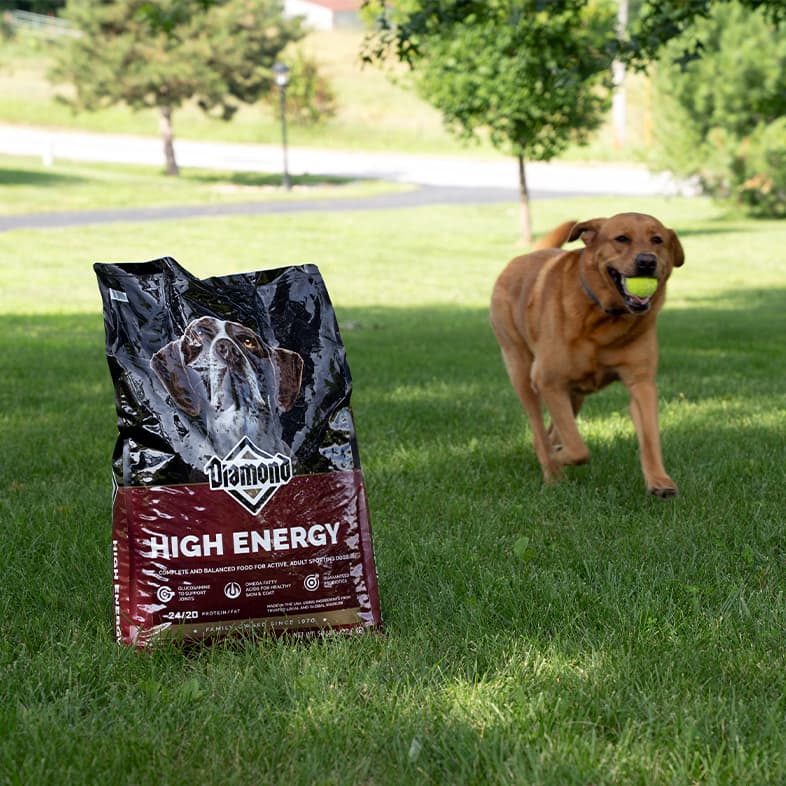 A tan dog wearing a blue collar running through a park towards a bag of Diamond High Energy Formula with a tennis ball in its mouth.