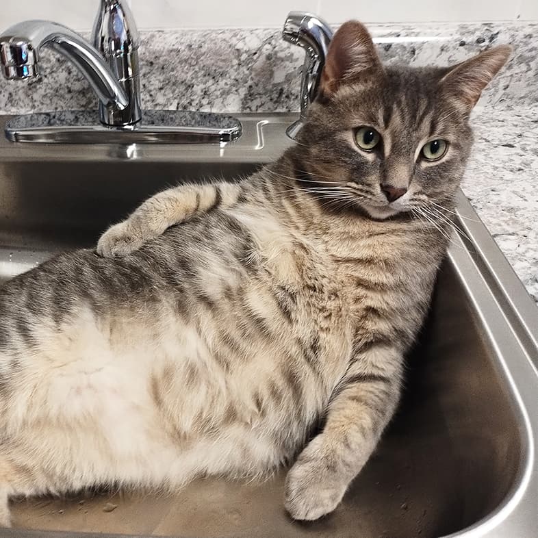 A white, black and gray striped cat lying on its back in a kitchen sink.
