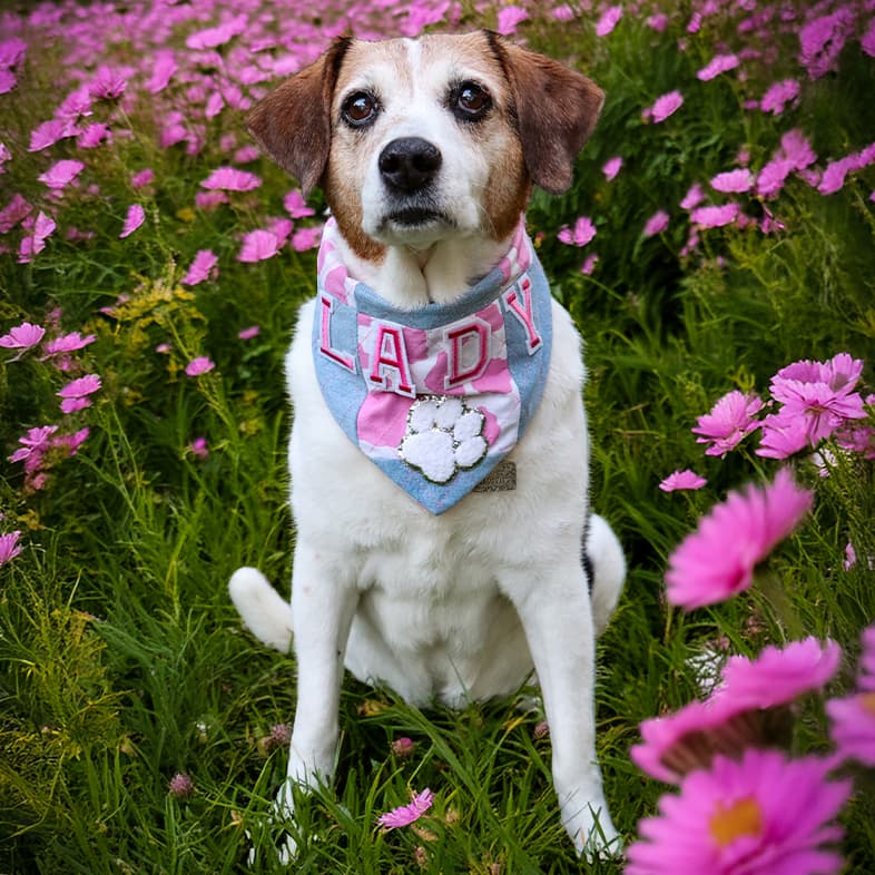 A white and tan dog wearing a blue bandana that says, 'Lady' in large pink letters while sitting in a field of green grass and pink flowers.