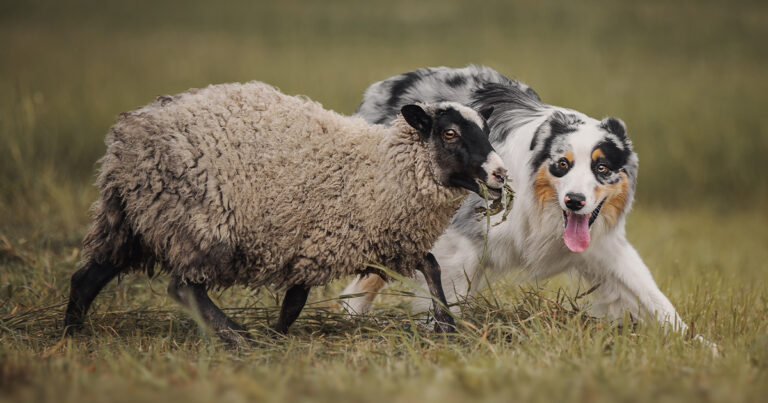 An Australian shepherd dog herding a small sheep in a green pasture.