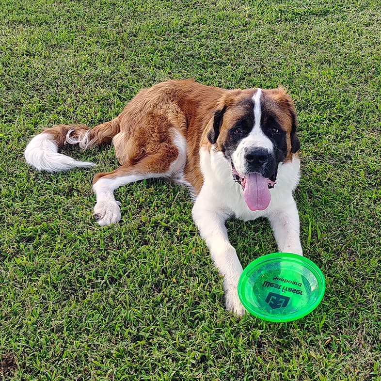 A black, brown and white Saint Bernard dog lying in short green grass with a bright green Frisbee between its two front paws.