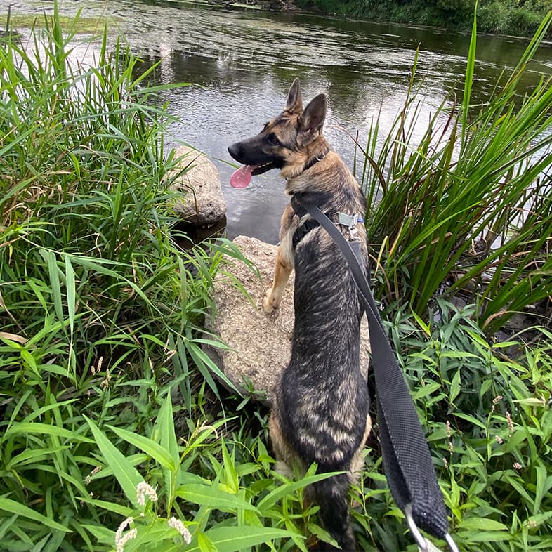 A black and tan German shepherd dog sitting in tall grass near water with its two front paws resting up on a large rock.
