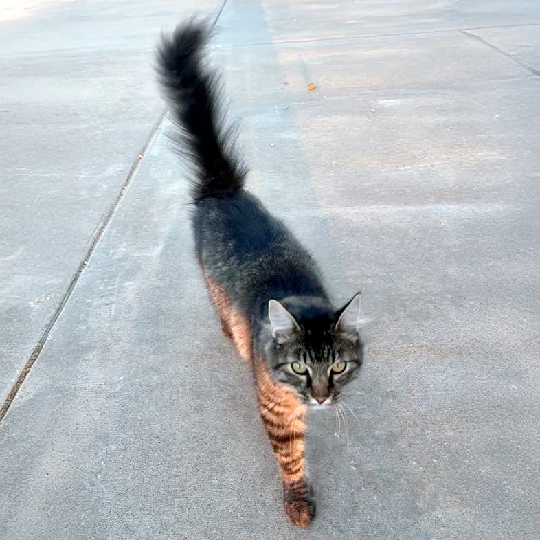A black and tan striped cat walking outside on pavement.