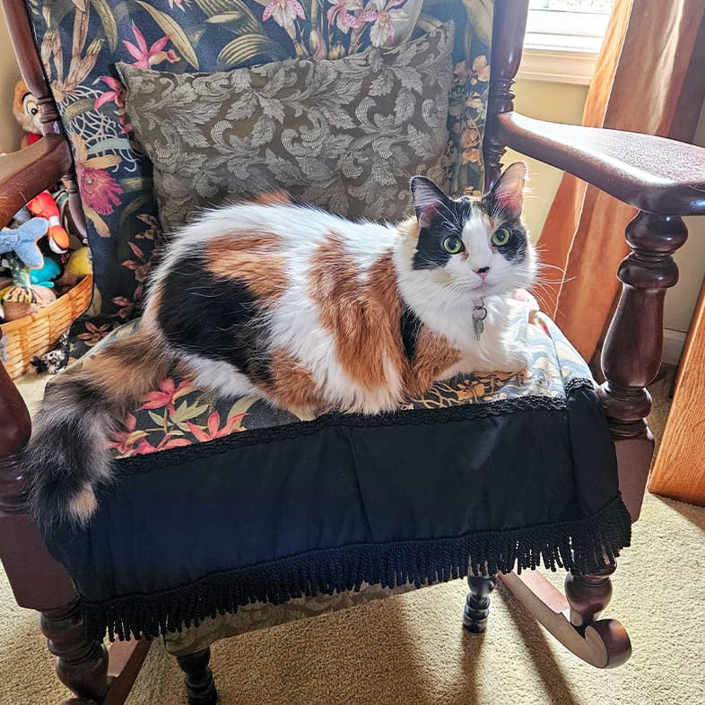 A black, white and tan cat lying comfortably in a rocking chair.