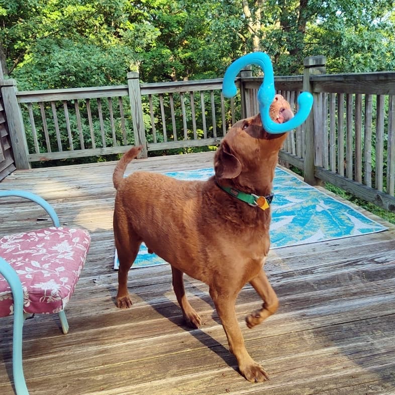 A brown Chesapeake Bay retriever dog standing in the sun on a wooden deck with a blue chew toy in its mouth.