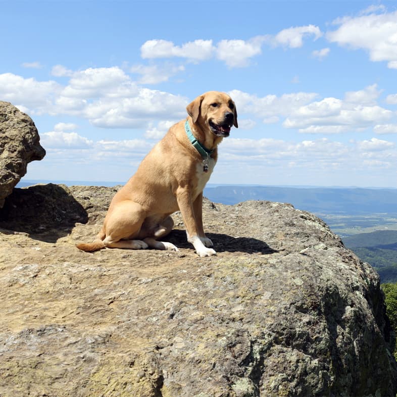 A brown dog wearing a light blue collar sits on a rocky cliff, looking out over a valley with green, rolling hills under a blue sky.