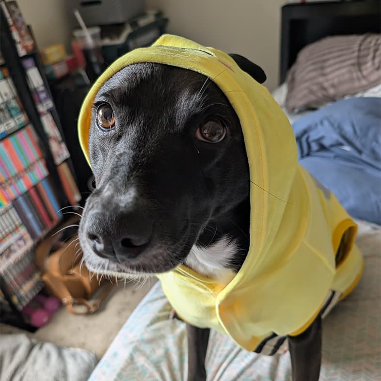 A close-up of a black dog wearing a yellow hooded sweater while sitting on a bed.