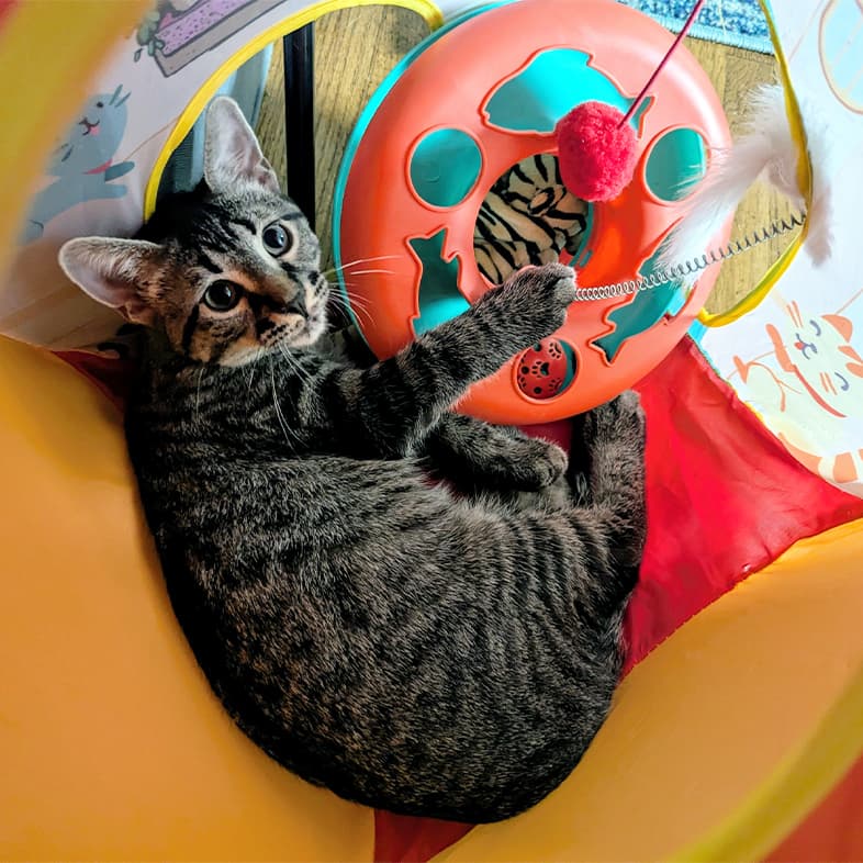A close-up of a black and tan striped domestic shorthair cat lying curled up inside a pop-up toy house.