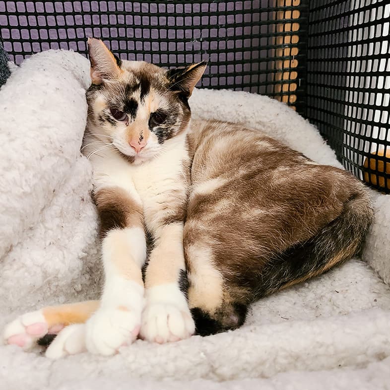 A close-up of a black, white and tan Siamese cat lying comfortably on a soft white blanket.