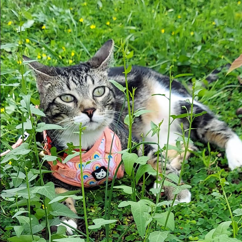 A close-up of a black, white and tan striped cat lying in tall green grass while wearing a harness with little rainbows on it.