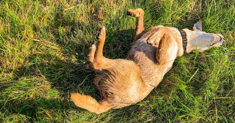 A close-up of a brown dog rolling around in tall green grass.
