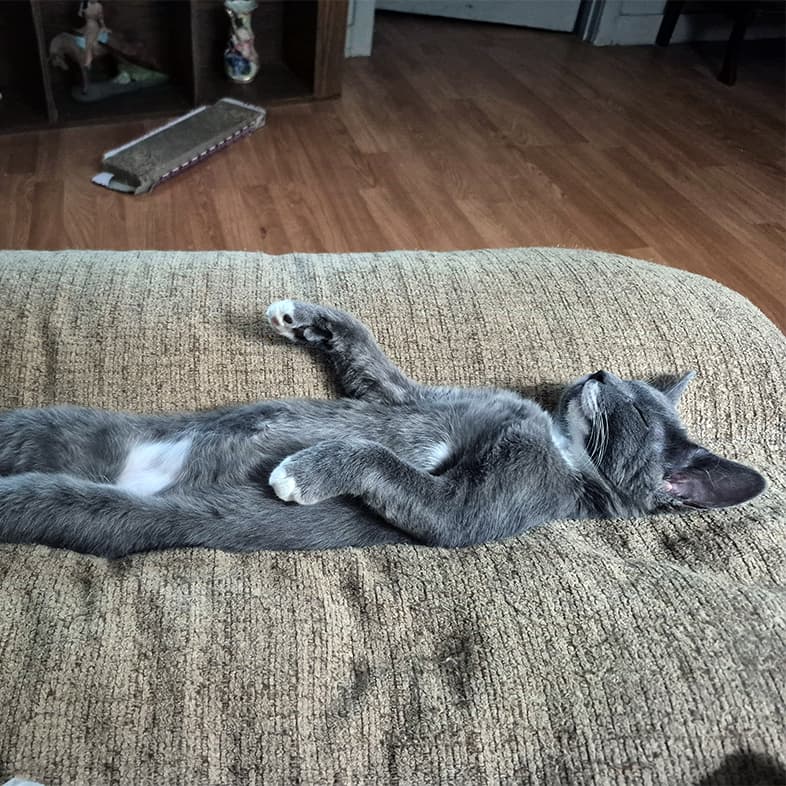 A close-up of a gray American shorthair cat sleeping on its back on a recliner.