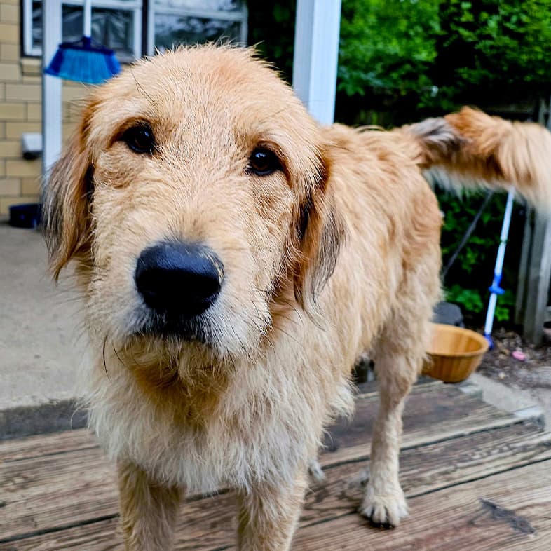 A close-up of a shaggy tan dog standing outside on a wooden deck.