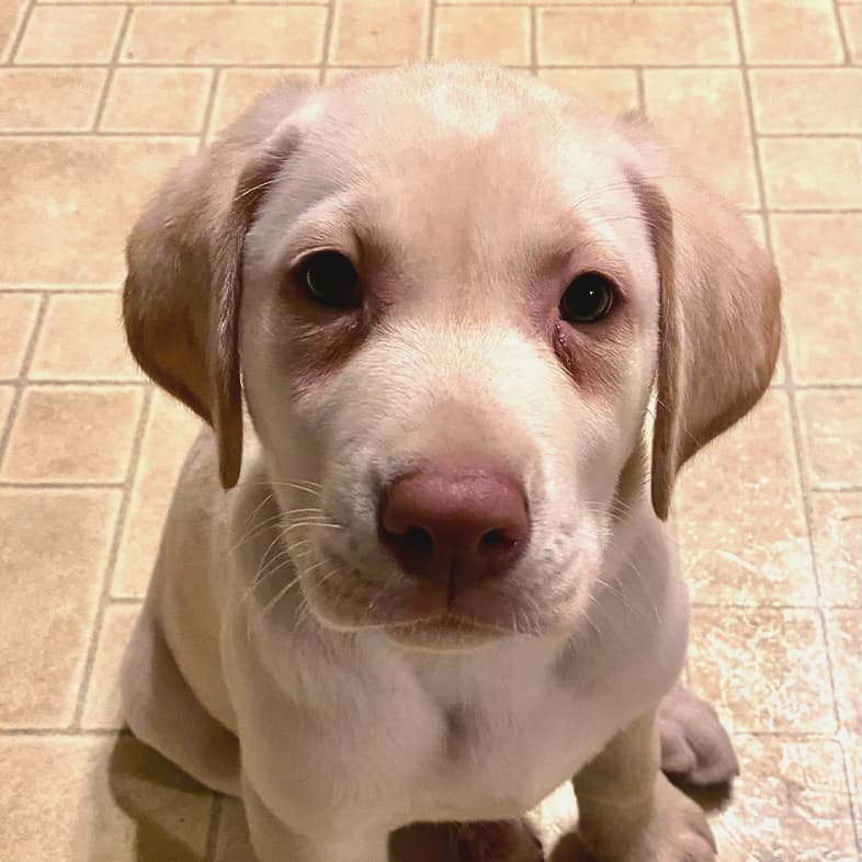 A close-up of a small yellow Labrador retriever puppy sitting on a tiled floor.