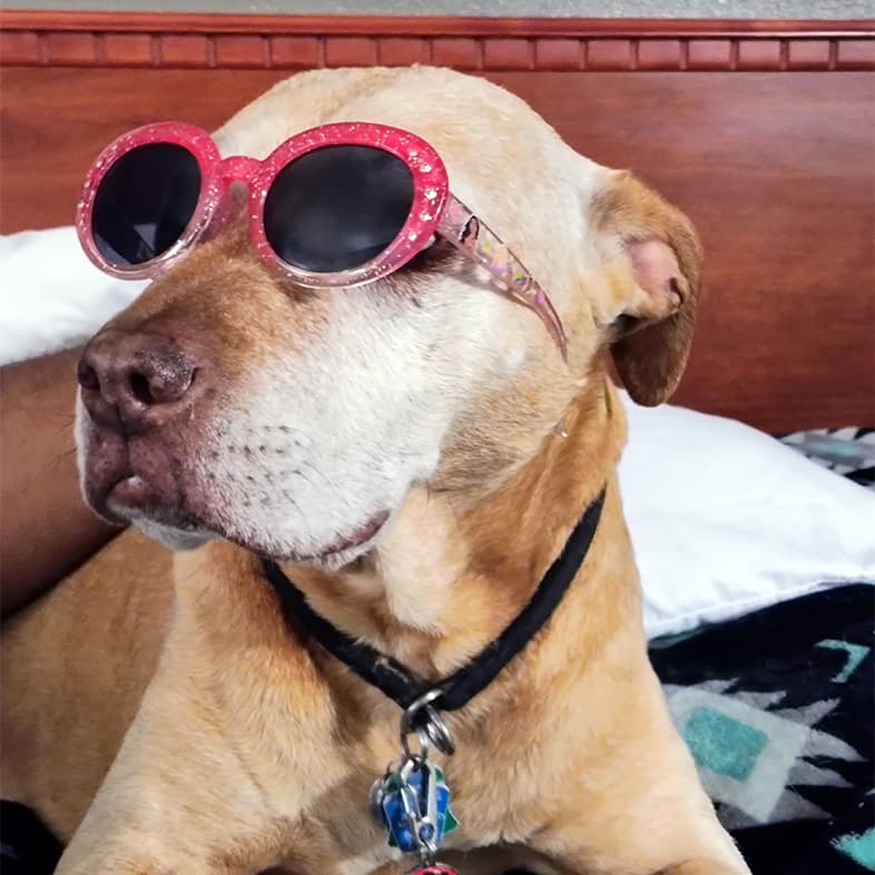 A close-up of a tan and white dog wearing a black collar and pink sunglasses over her eyes.