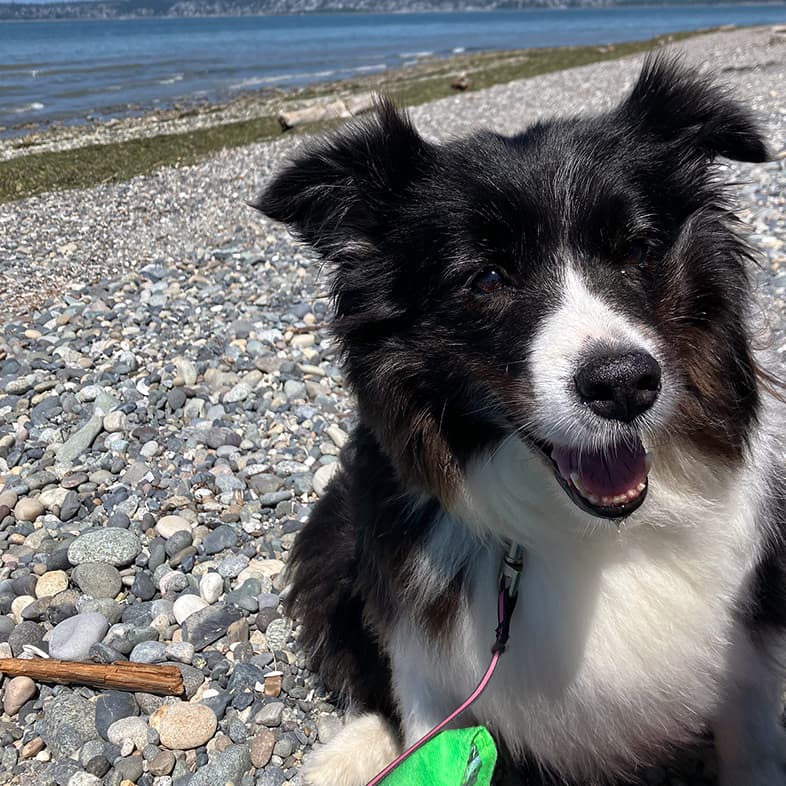 A close-up of a white and black border collie sitting on a rocky shoreline near a beach on a sunny day.