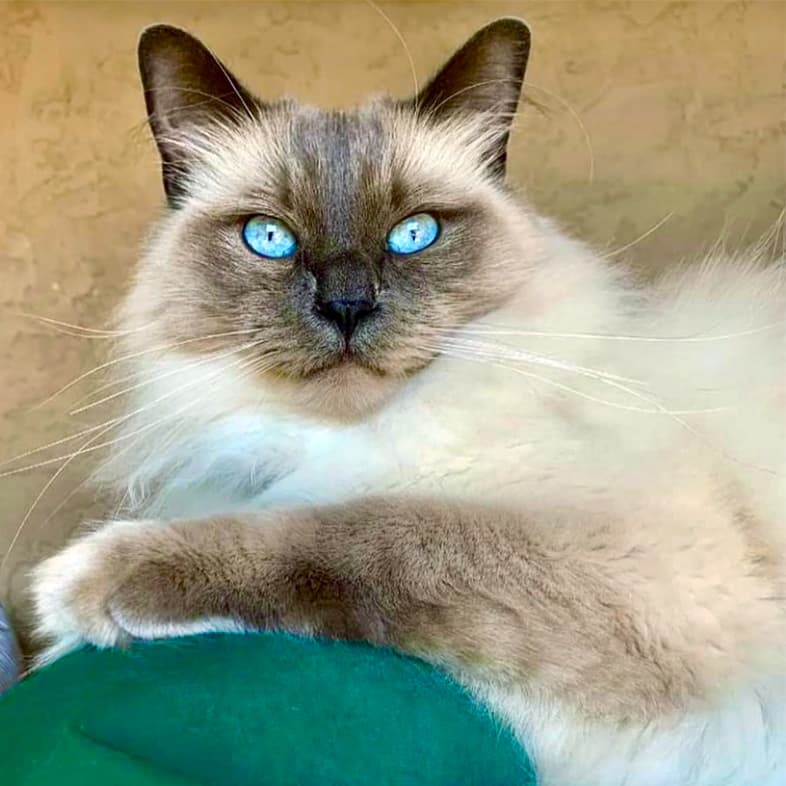 A close-up of a white and tan ragdoll cat with bright blue eyes lying outside on a green blanket.