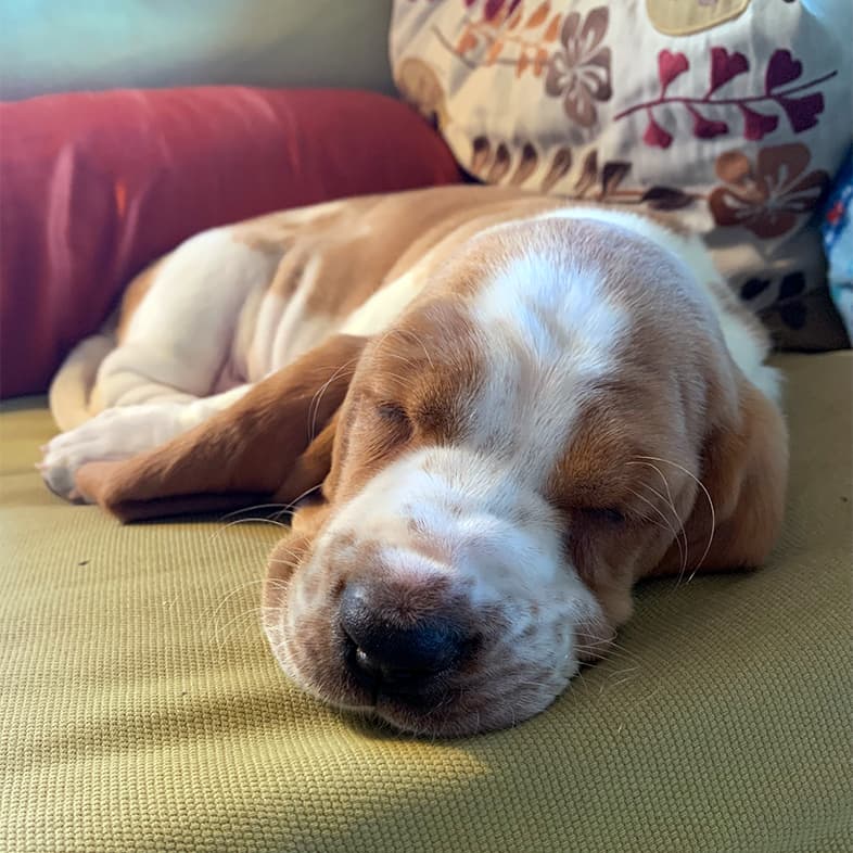A close-up of a basset hound puppy sleeping on a bed.