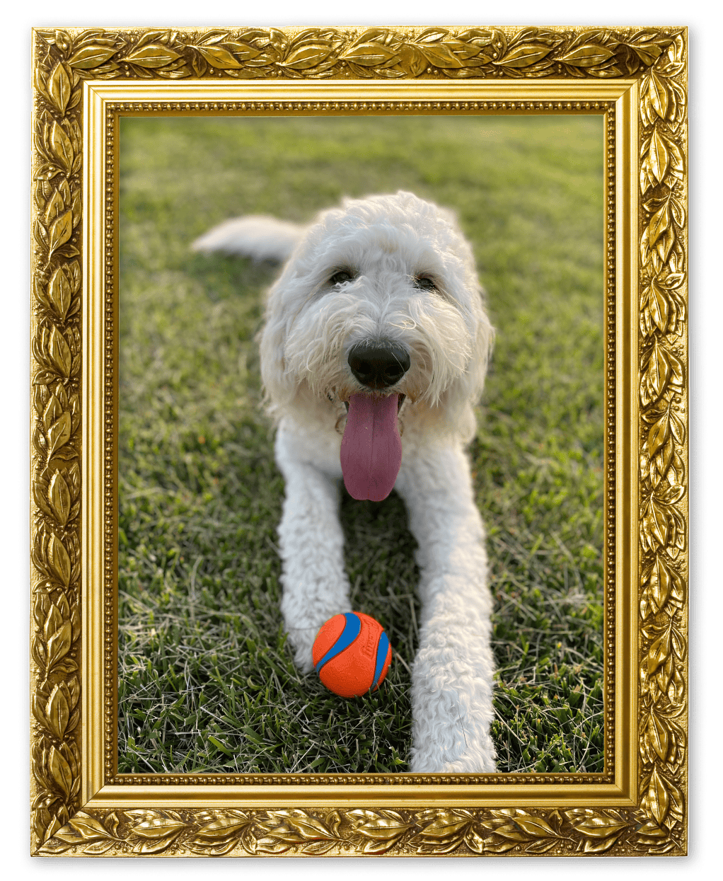 A dog lying on the grass with a ball in a picture frame.