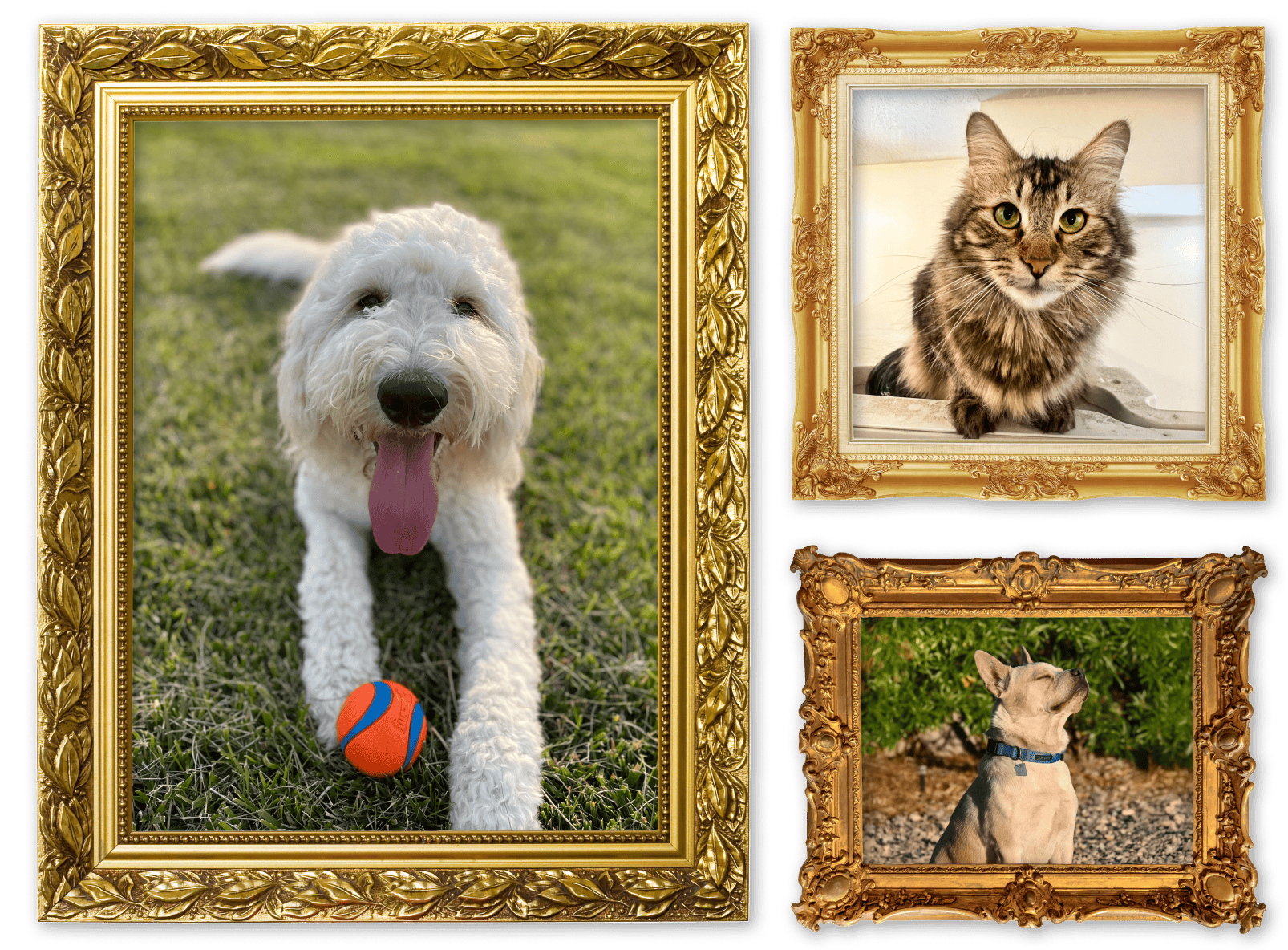 Three pets in picture frames on wallpaper.