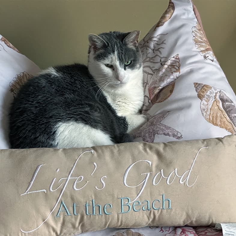 A gray and white cat sitting comfortably on top of a pile of pillows in bed. The one in front says, 'Life's good at the beach'.