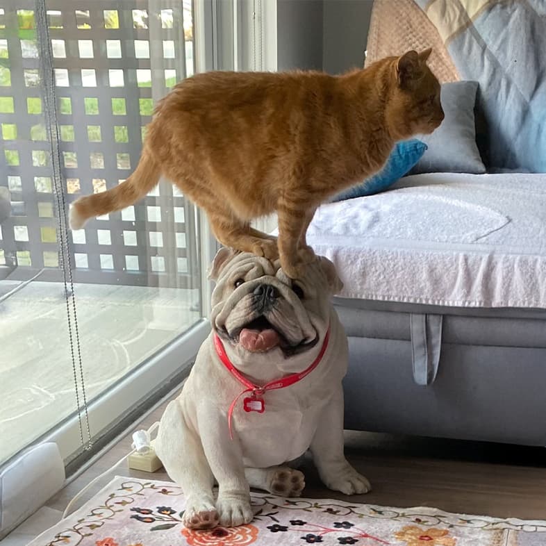 An orange tabby cat standing on top of a bulldog's head next to a window in a living room.