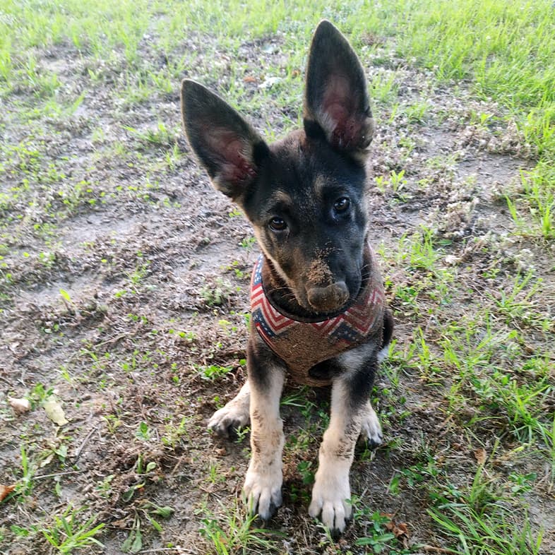 A small black and tan German shepherd puppy with large ears wearing a red and white striped harness sitting outside with dirt all over its nose.