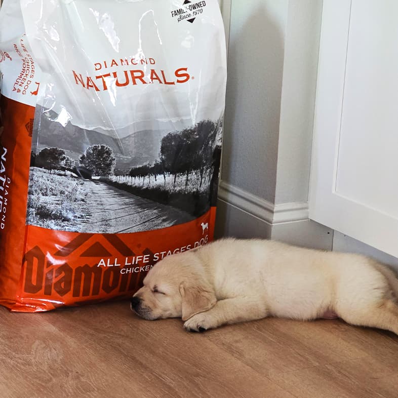 A small tan Labrador retriever sleeping on the floor next to a bag of Diamond Naturals All Life Stages Dog Chicken & Rice Formula.