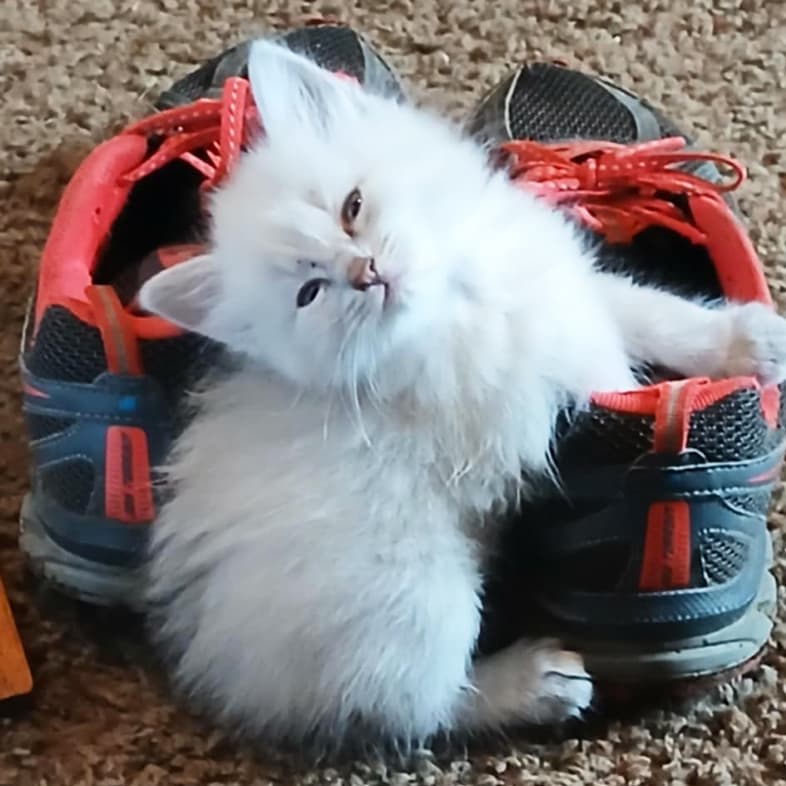 A small white kitten lying on a pair of shoes with a playful look on its face.