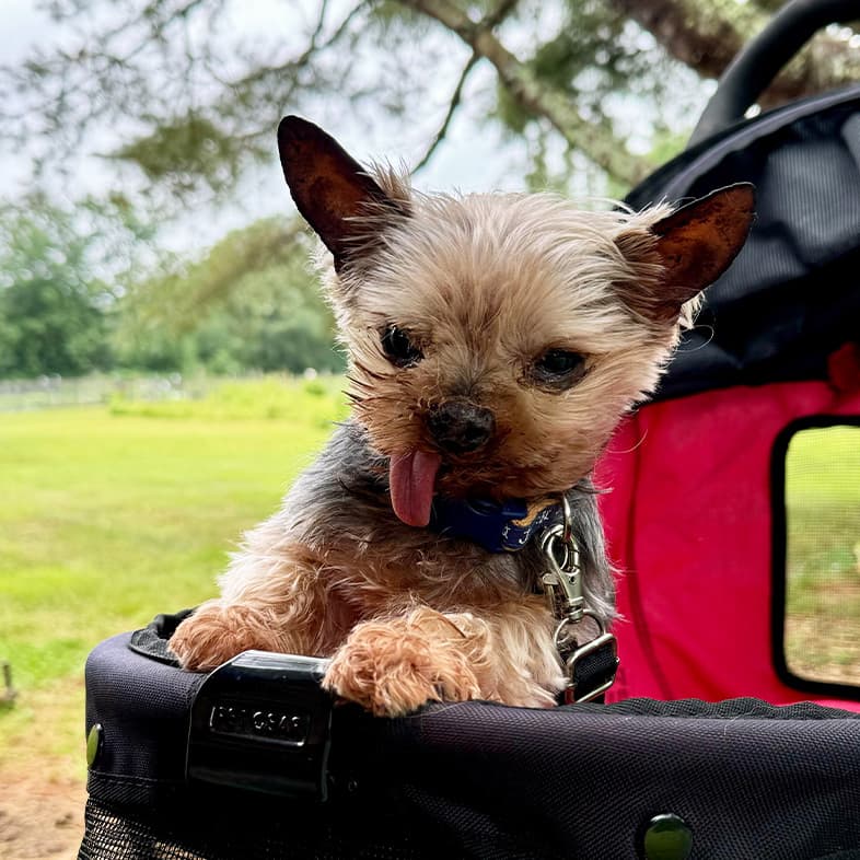 A small Yorkshire terrier dog with its tongue sticking out while riding in a pet stroller.