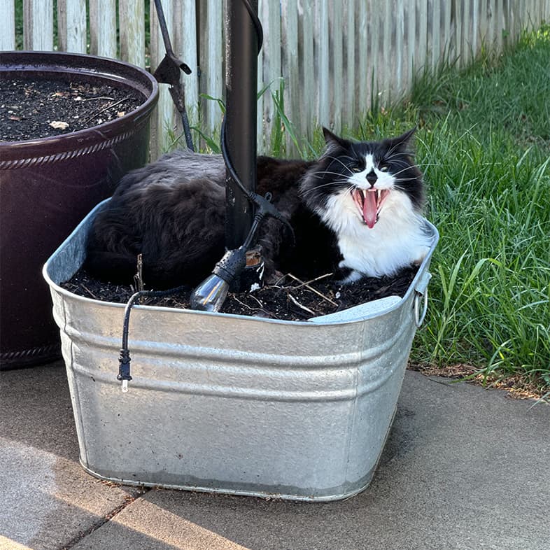 A white and black long-haired cat yawning while lying outside in a flower pot.