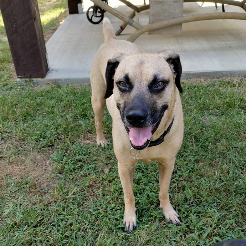 A black and tan dog standing outside in the grass next to a patio on a sunny day.